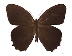 Museum specimen ♂ dorsal side