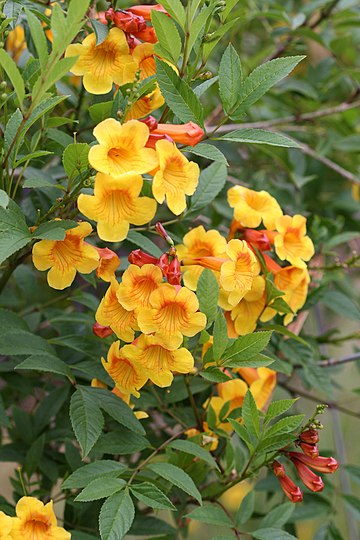 File:Tecoma guarume Flaming Belles.jpg