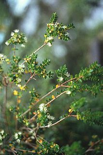 <i>Metrosideros stipularis</i> Species of shrub