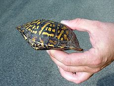 Schildpadden: Verspreiding en habitat, Kenmerken, Inwendige anatomie
