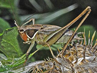 <i>Sepiana</i> Species of cricket-like animal