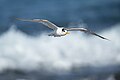 Greater Crested Tern (Thalasseus bergii) in flight. Boat Harbour, New South Wales, Australia