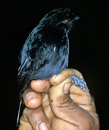 Thamnophilus aethiops.jpg