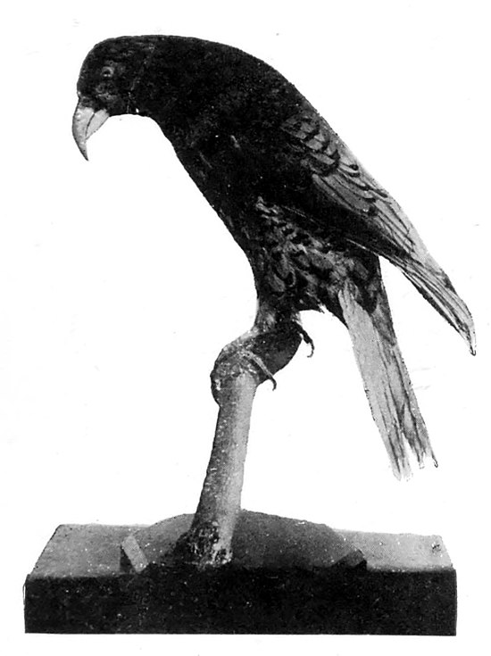A museum specimen of a kea perched on a branch that is mounted on a rectangular base.