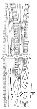 Fig. 17.