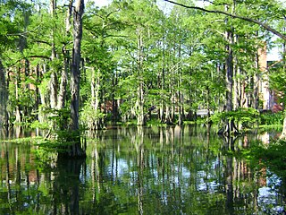 <span class="mw-page-title-main">Cypress Lake (Lafayette, Louisiana)</span> Body of water