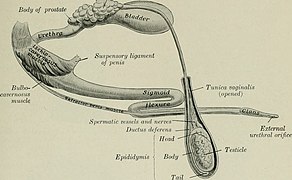 The anatomy of the domestic animals (1914) (18195445165).jpg