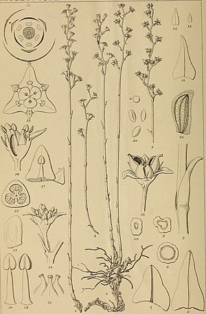 Petrosaviaceae