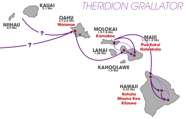 The colonization pathways of Theridion grallator through the eastern Hawaii islands.