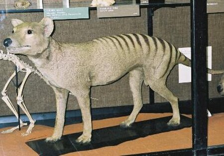 Fail:Thylacine-tring.jpg