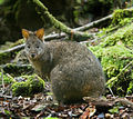 Image 14 Tasmanian Pademelon Photo: JJ Harrison The Tasmanian Pademelon is the only species of pademelon endemic to Tasmania. Pademelons are the smallest of the macropods, which also includes kangaroos and wallabies. Males reach around 12 kg (26 lb) in weight, 1–1.2 m (3.3–3.9 ft) in height, and are considerably larger than the females, which average 3.9 kg (8.6 lb). More selected pictures