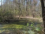 Thyrn am Müggelsee