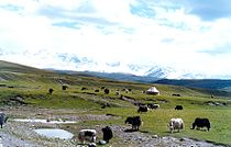 Pasoucí se jaki, Xinjiang, Čína