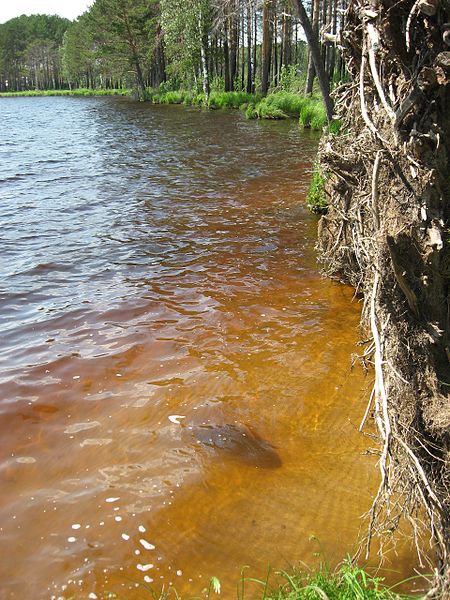 File:Tomsky District, Tomsk Oblast, Russia - panoramio (190).jpg