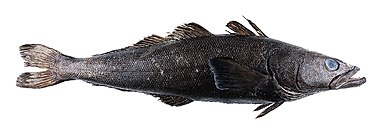 The Patagonian toothfish is a robust benthopelagic fish