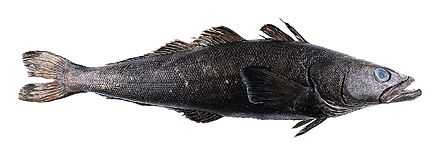 The Patagonian toothfish is marketed in the US under the name "Chilean sea bass" to make it attractive to the American market.[48]