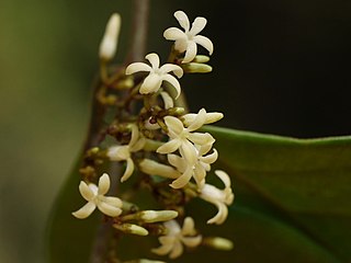 <i>Toxocarpus</i> Genus of flowering plants