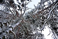 WLE: Snötäckta träd i naturreservatet Grimsta i östra Sverige.