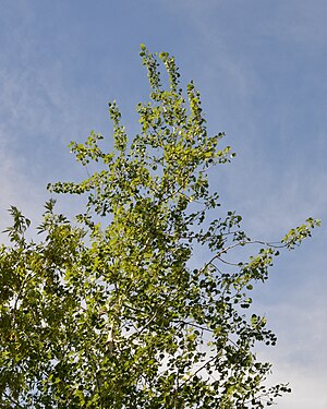 Trembling Aspen (Populus tremuloides)