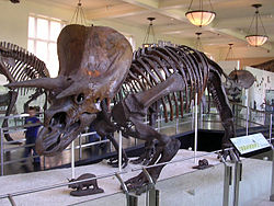 Triceratops: Fossiilit, Kuvaus, Ulkonäkö