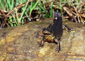 Opis zdjęcia Triturus karelinii 0615.jpg.