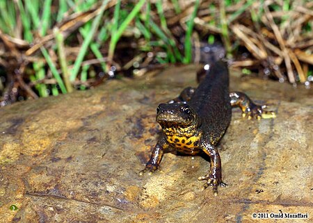 Triturus_karelinii