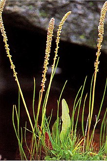 Sea Arrowgrass Triglochin martima Trma4 003 lvp.jpg