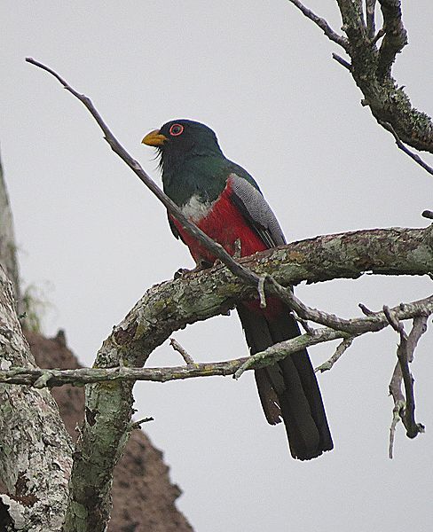 File:Trogon melanurus-- male (28143622596).jpg