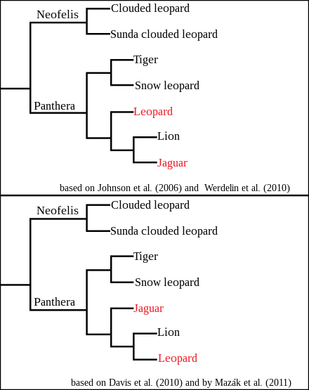 Two cladograms proposed for Panthera. The upper cladogram is based on the 2006 and 2009 studies, while the lower is based on the 2010 and 2011 studies. Two cladograms for Panthera.svg