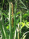 Typha angustifolia 2-eheep (5097395935).jpg