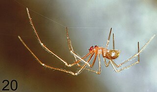 <i>Typhlonesticus</i> Genus of spiders