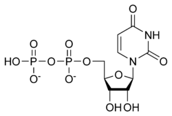 Struktura chemiczna UDP