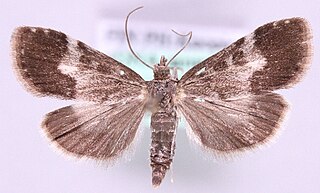 <i>Udea hamalis</i> Species of moth