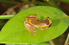 Upper Amazon Tree Frog Dendropsophus bifurcus (14834371804).jpg