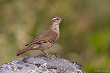 Upucerthia saturatior - Patagonya Ormanı Earthcreeper.jpg