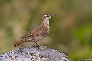 <span class="mw-page-title-main">Patagonian forest earthcreeper</span> Species of bird