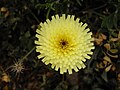 Urospermum dalechampii (Espagne)