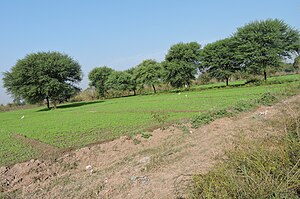 Vachellia nilotica, Village Behlolpur, Punjab, India.JPG