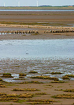 Vignette pour Parc national de la mer des Wadden