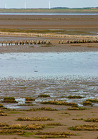 Marea Wadden: Mare