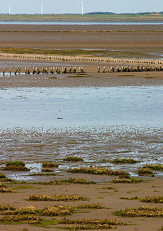 <span class="mw-page-title-main">Wadden Sea National Park, Denmark</span> National park in Denmark