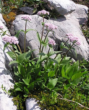 File:Valeriana montana 2006.06.27 09.50.49-p6270075.jpg