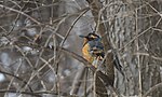 Thumbnail for File:Varied Thrush - 51829156586.jpg