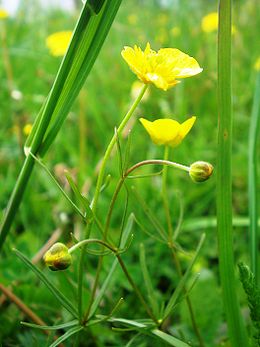 Auksakuodis vėdrynas (Ranunculus auricomus)