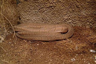 <i>Dasypeltis medici</i> Species of snake