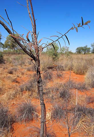 Ventilago viminalis seedling in vine phase of life cycle. Ventilago seedling.jpg