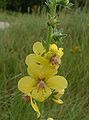 Mottenkruid (Verbascum blattaria)