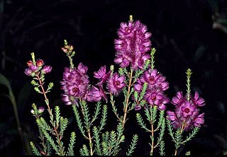 <i>Verticordia drummondii</i> Species of flowering plant