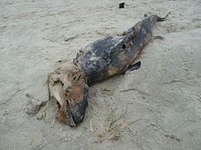 Dead porpoise ashore Verwesender Schweinswal 1.JPG