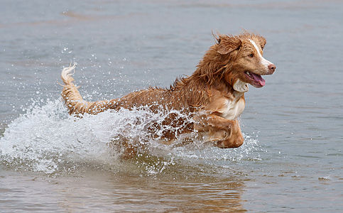 The Nova Scotia Duck Tolling Retriever was bred to "toll", or lure, ducks into shooting range by causing a disturbance near the shore. After the duck is shot, the dog brings it to the hunter.